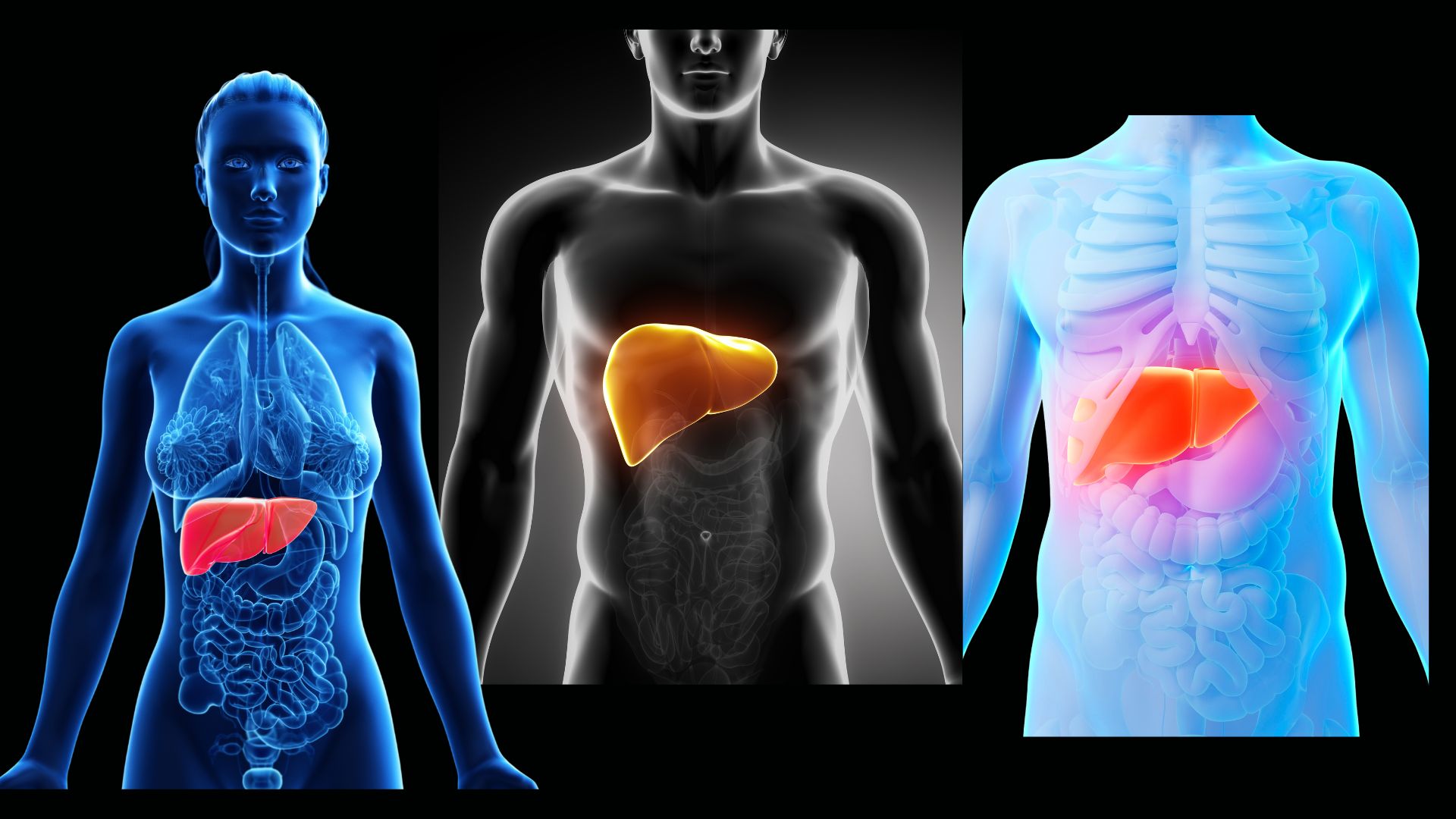3 Liver Depictions