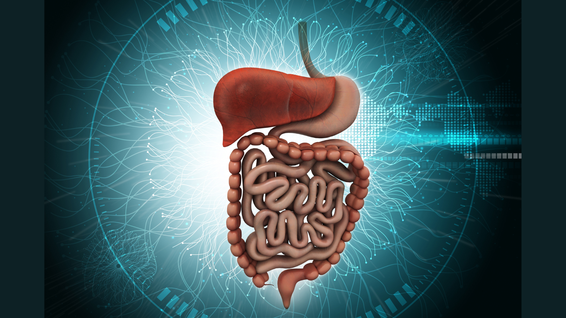 Digestive tract with liver, blue