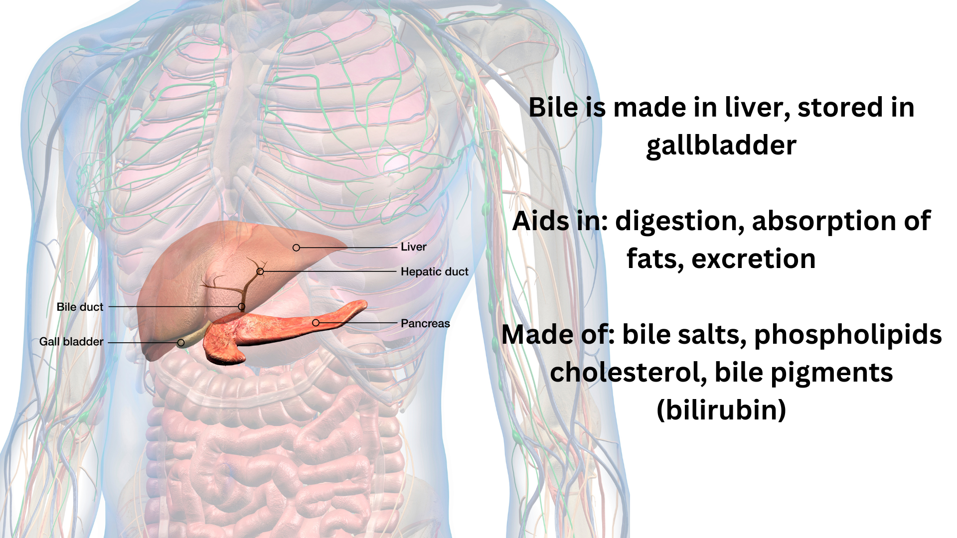 Bile Liver process