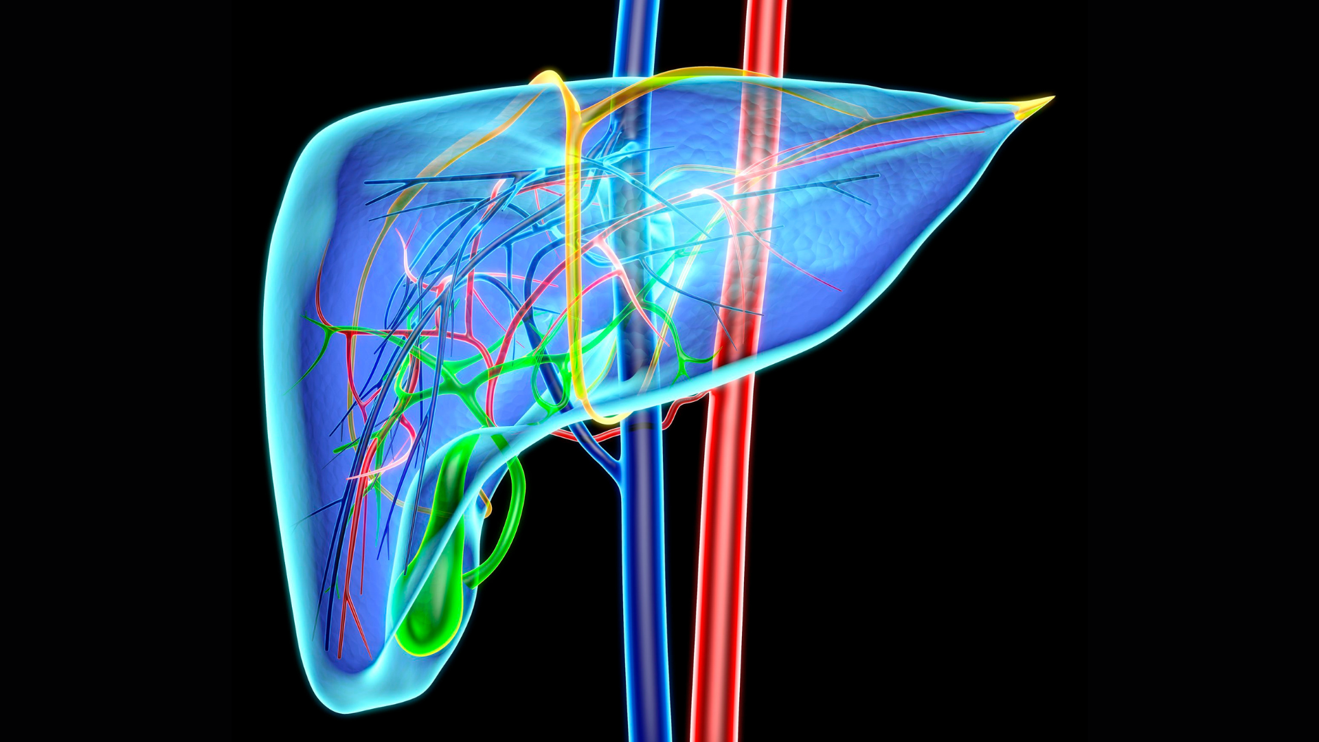 Liver representation blue glow