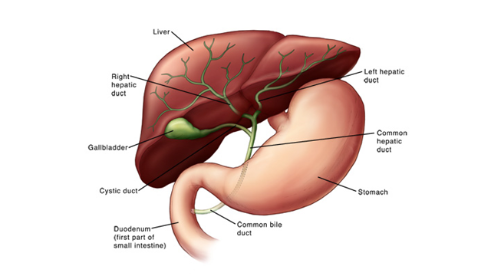 Liver diagram