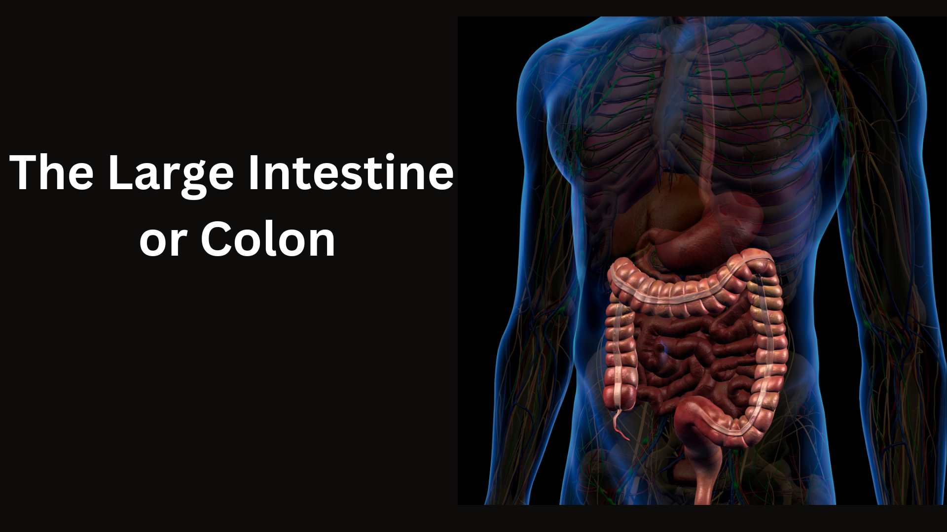 the Colon depiction